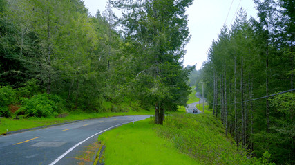 Great nature in the Califonian Woods