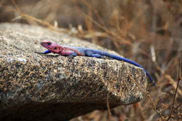 Stahlblaue Felsenagame