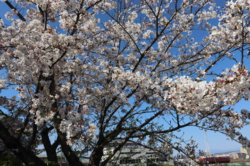日本　桜　絶景