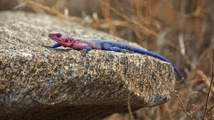 Stahlblaue Felsenagame