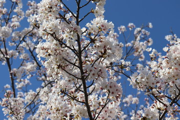 日本　桜　絶景
