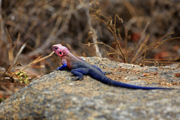 Stahlblaue Felsenagame