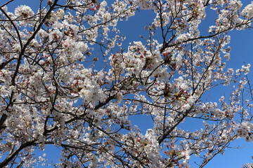 日本　桜　絶景