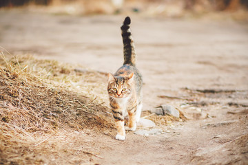 Cute red striped mongrel cat is walking along a rural road on the edges of which the grass has withered since the beginning of autumn.