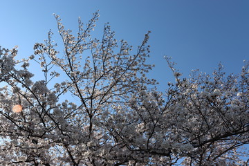 日本　桜　絶景