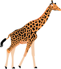 giraffe vector illustration