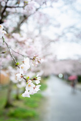 参道の桜
