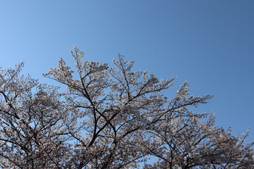 日本　桜　絶景