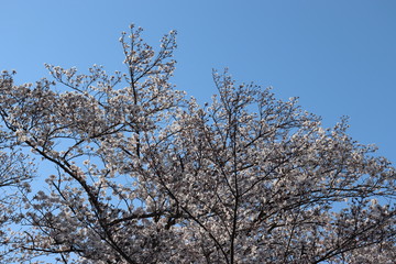 日本　桜　絶景