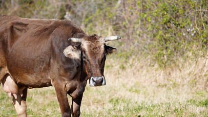 Farm animals in freedom concept: a dark happy brown cow grazes freely in a meadow