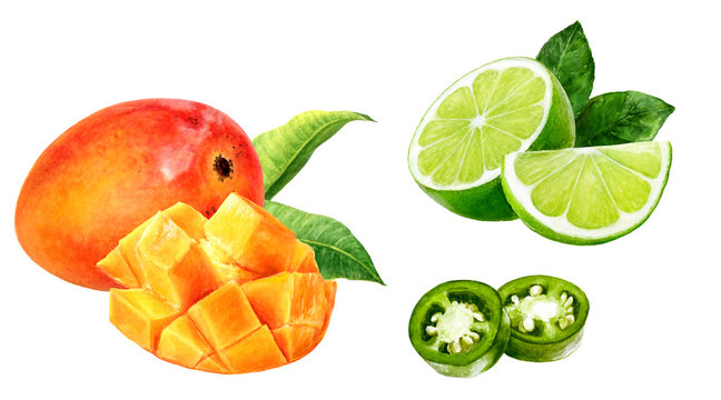 Mango fruit lime jalapeno watercolor isolated on white background