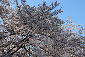 日本　桜　絶景