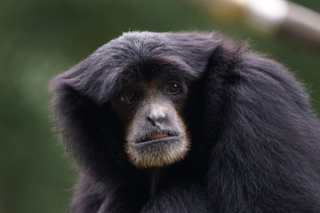 フクロテナガザル