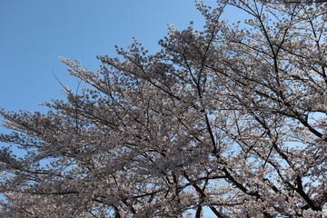 日本　桜　絶景