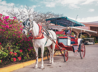 Naklejka na ściany i meble tourist cart with a horse near the hotel in Cuba