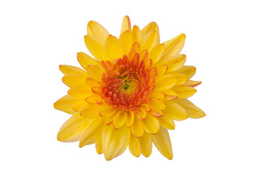 Top view Yellow chrysanthemums on a white background