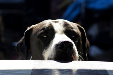 Großer Hund schaut auf den Tisch nach Essen