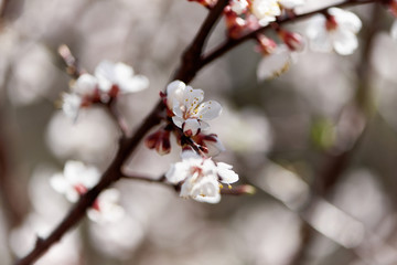 Fototapeta na wymiar Flowering white flowers of tree branch.