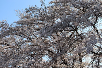 日本　桜　絶景