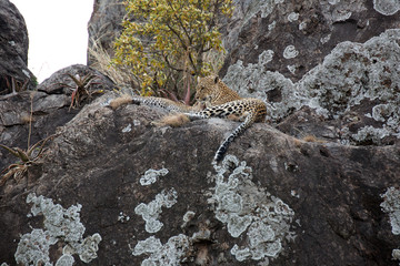 Leopardin