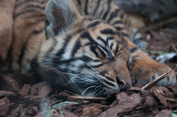 Sleeping Tiger