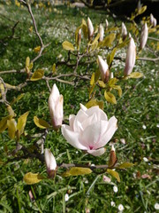 Magnolie