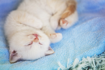 Fototapeta premium Sleeping cute little kitten on a soft blue blanket
