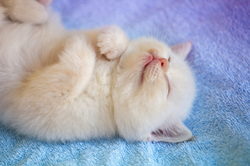 Sleeping cute little kitten on a soft blue blanket
