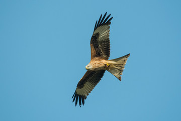 Obraz premium red kite in flight with blue sky in the background