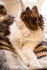 Lazy cat is lying on the bed, resting.
Fluffy domestic cat lies on the sofa. Pet. The quarantined cat.
