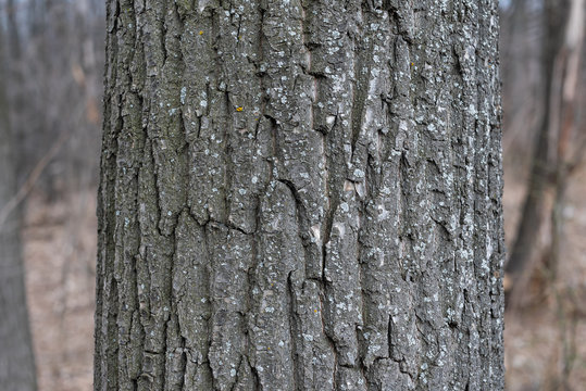 Texture of old grey poplar bark. Wood bark background in forest