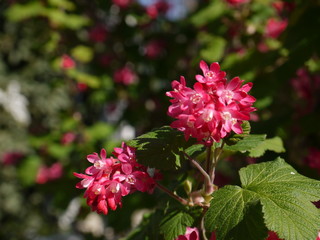 Blüten im Frühling