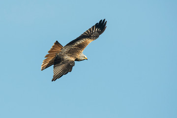 red kite in flight with blue sky in the background