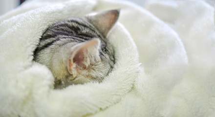 Fototapeta na wymiar 毛布に埋まって寝る猫