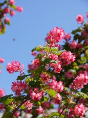 Blüten im Frühling