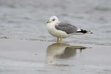 Sturmmöwe (Larus canus) im Herbst an der Ostsee	
