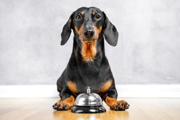 Cute dachshund laying on the floor with a bell between paws.