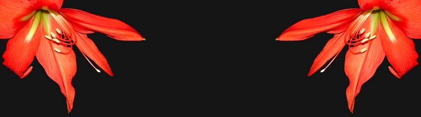 Red flowers close-up  horizontal banner