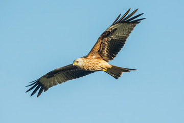 red kite in flight with blue sky in the background