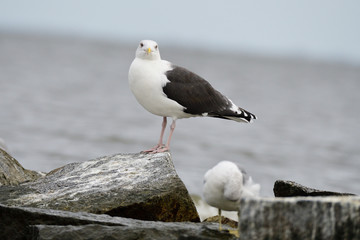 Mantelmöwe (Larus marinus) an der Ostsee	