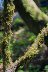 moss on tree