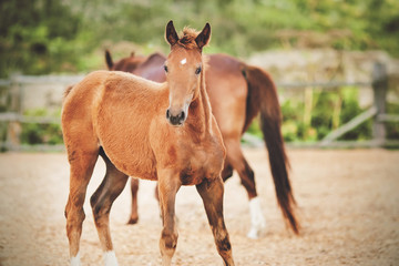 Cute chestnut curious colt walks in the paddock on the farm with his mother on a summer day.