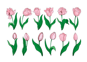 bouquet of pink tulips