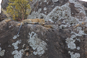 Leopard