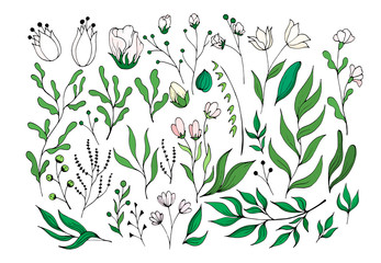 Vector set of hand-drawn wild flowers of herbs and leaves isolated on a white background for design.