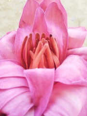 pink rose petals