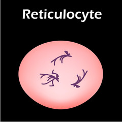 The structure of the erythrocyte. Erythrocyte blood cell. The structure of the red blood cell. Reticulocyte. Infographics. Vector illustration on isolated background.