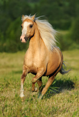 Galloping yellow horse - 335752096