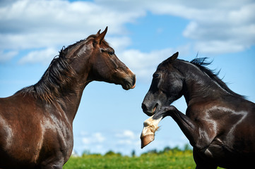 Two horses playing in the field - 335752209