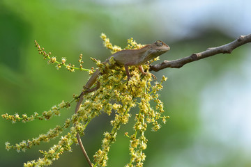 Chameleons with nature, Chameleons or chamaeleons are a distinctive and highly specialized clade of...